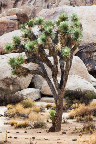 Joshua Tree — Stockfoto