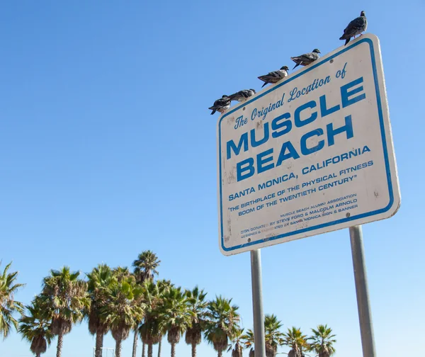 Muscle Beach — Stock Photo, Image