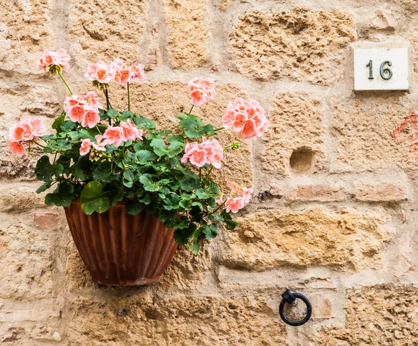 Tuscan flowers — Stock Photo, Image