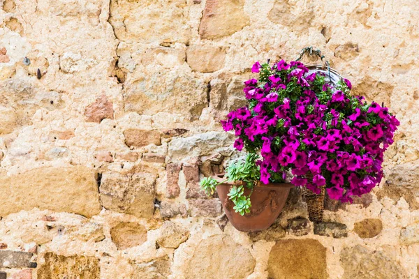 Цветы Тосканы — стоковое фото