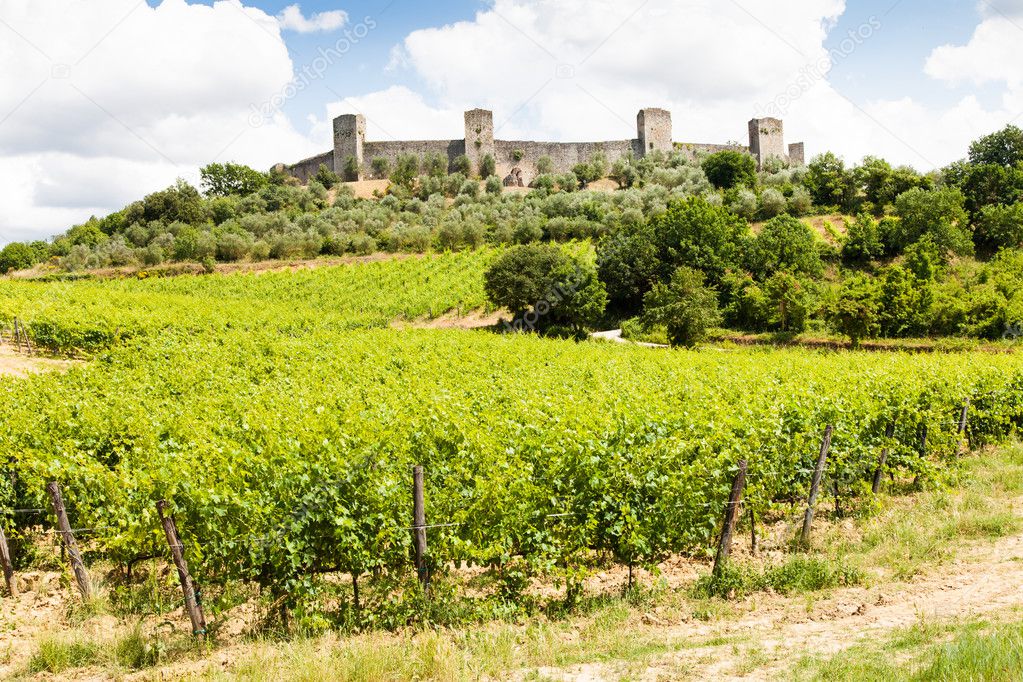 Wineyard in Tuscany