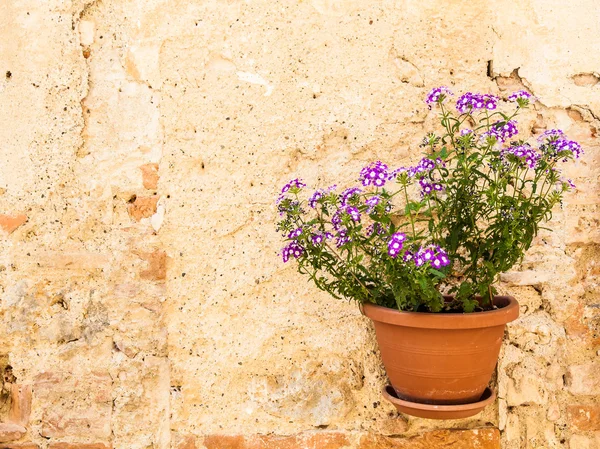 Tuscan flowers — Stock Photo, Image