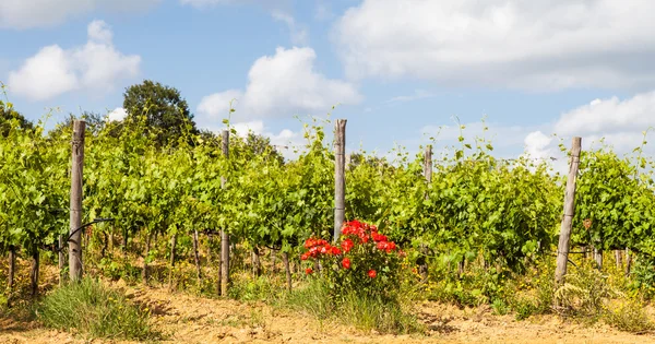 Тоскана wineyard — стокове фото