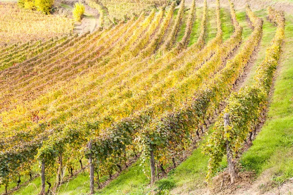 Виноградник Италии — стоковое фото