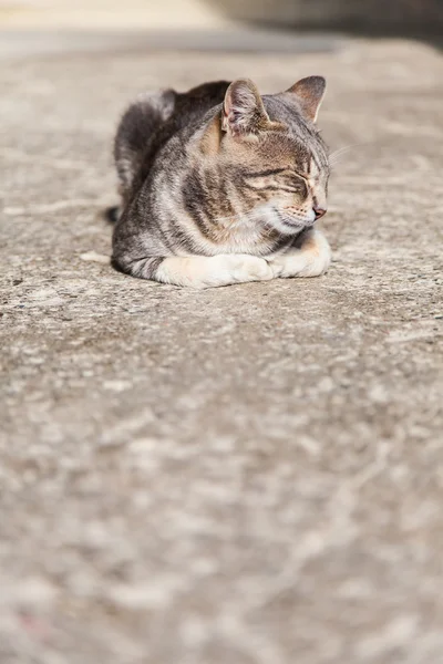 Gato adormecido — Fotografia de Stock