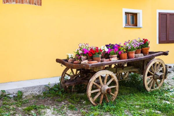 Flores en Toscana — Foto de Stock