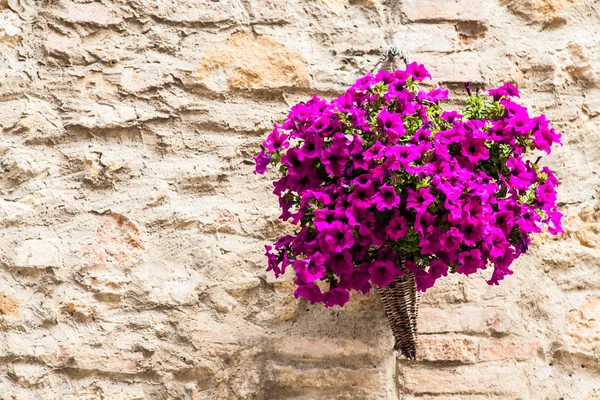 Flores toscanas — Foto de Stock