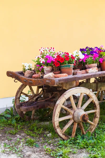 Toskánsko květiny — Stock fotografie