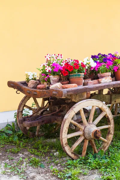 Flores en Toscana — Foto de Stock