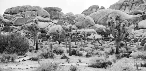 Joshua Tree — Stockfoto