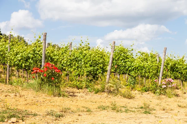 Viñedo en Toscana — Foto de Stock