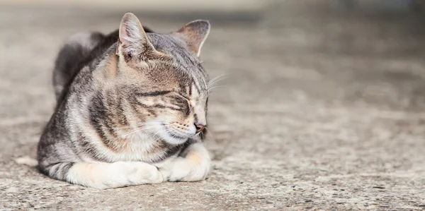 Gatto dormiente — Foto Stock