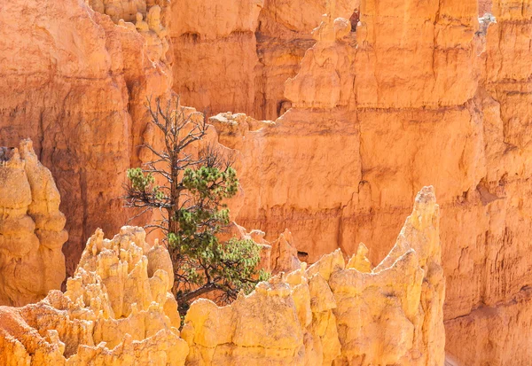 Cañón de Bryce — Foto de Stock