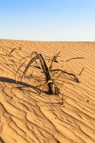 Wüste im Death Valley — Stockfoto