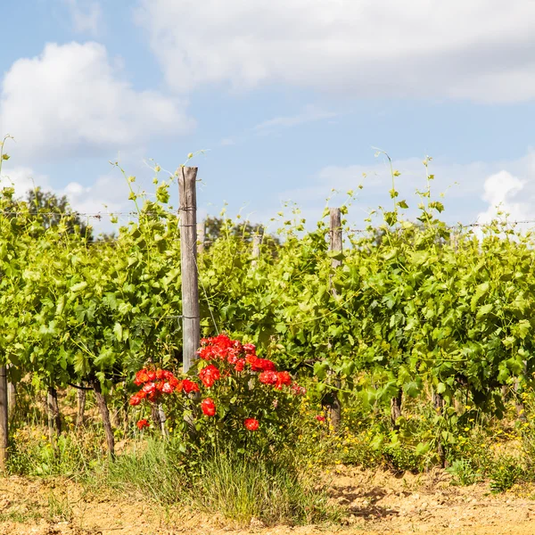 Toscana vingård — Stockfoto