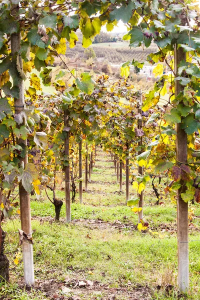 Italiaanse wijngaard — Stockfoto