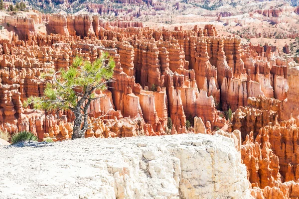 Cañón de Bryce — Foto de Stock