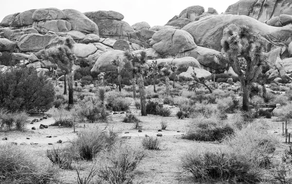 Joshua Tree — Stock fotografie