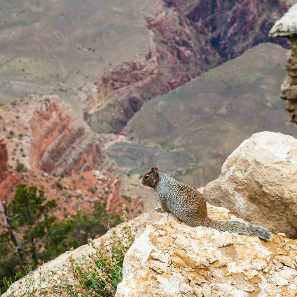 Grand canyon eekhoorn — Stockfoto