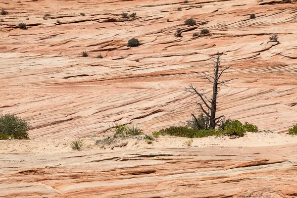 Národní park Zion — Stock fotografie