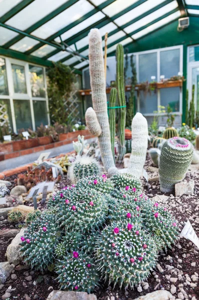 Cactus greenhouse — Stock Photo, Image