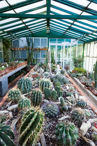 Kaktusdrivhus – stockfoto