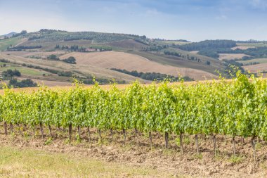 Tuscan ÜRETIM