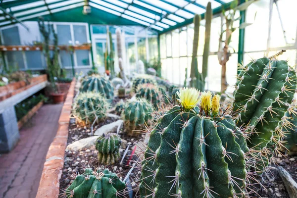 Cactus greenhouse — Stock Photo, Image