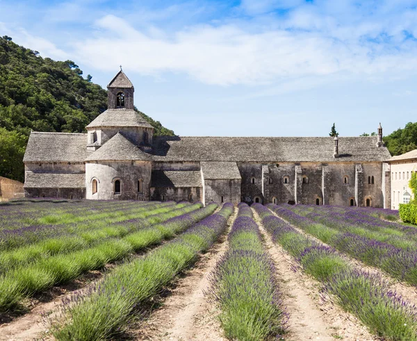 Campo de lavanda — Foto de Stock