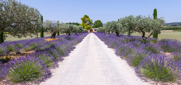 Jardín de lavanda —  Fotos de Stock