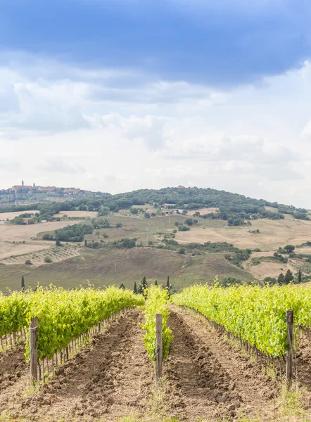 Toskansk vingård — Stockfoto
