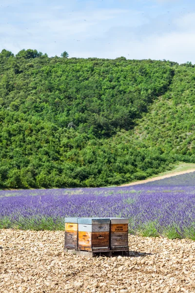 Alveare vicino al campo di lavanda — Foto Stock