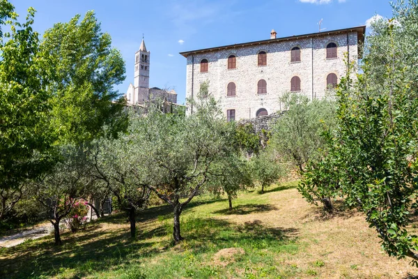 意大利Umbria地区Assisi村的橄榄树 该城以意大利圣弗朗西斯科大教堂 Basilica San Francesco 而闻名 — 图库照片