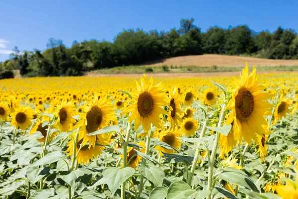 意大利的向日葵场托斯卡纳风景秀丽的乡村 天空深蓝色 — 图库照片