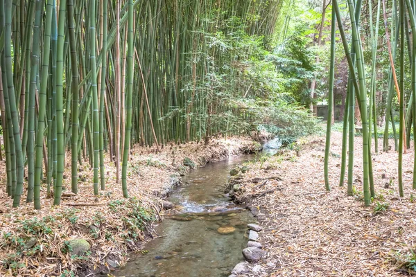 竹の植物園 緑の生活のための便利な概念 — ストック写真