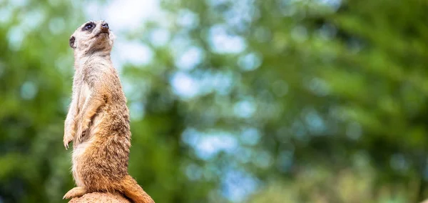 Den Meerkat Attityd Det Bästa Övervakningssystemet Han Kontrollerar Territoriet Och — Stockfoto