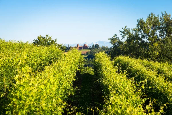 Wzgórza Piemont Włoszech Obszar Monferrato Malownicze Krajobrazy Sezonie Letnim Pola — Zdjęcie stockowe