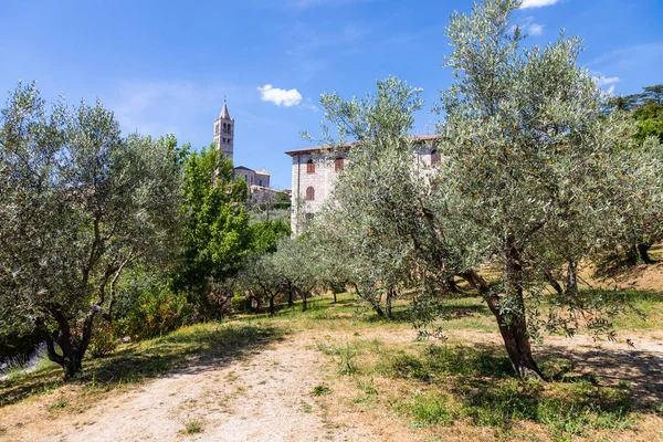 Olivovníky Vesnici Assisi Oblasti Umbrie Itálie Město Známé Pro Nejvýznamnější — Stock fotografie