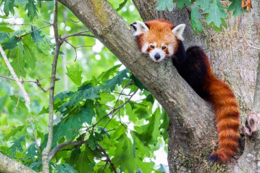 Red panda - Ailurus Fulgens - portresi. Ağaçta dinlenen sevimli hayvan tembelliği, çevre kavramları için yararlı..
