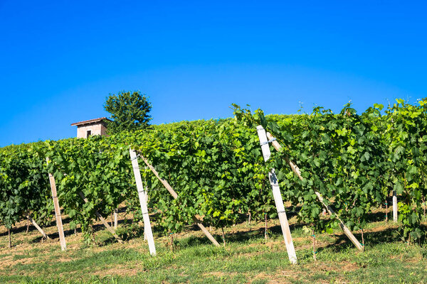 Piedmont hills in Italy, Monferrato area. Scenic countryside during summer season with vineyard field. Wonderful blue sky in background.