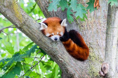 Red panda - Ailurus Fulgens - portresi. Ağaçta dinlenen sevimli hayvan tembelliği, çevre kavramları için yararlı..