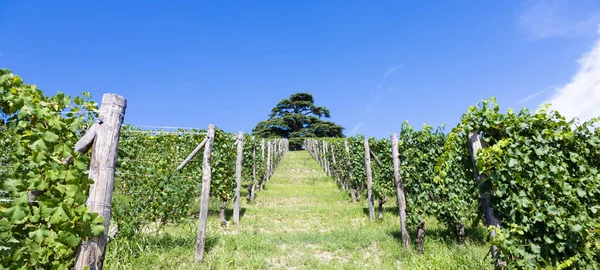 Panoramatická Krajina Regionu Piemont Itálie Scénický Vrch Vinice Blízko Barola — Stock fotografie