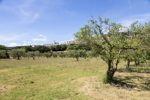 İtalya 'nın Umbria bölgesindeki Assisi köyünde zeytin ağaçları. Kasaba en önemli İtalyan Aziz Francis Bazilikası (Basilica di San Francesco) ile ünlüdür.)