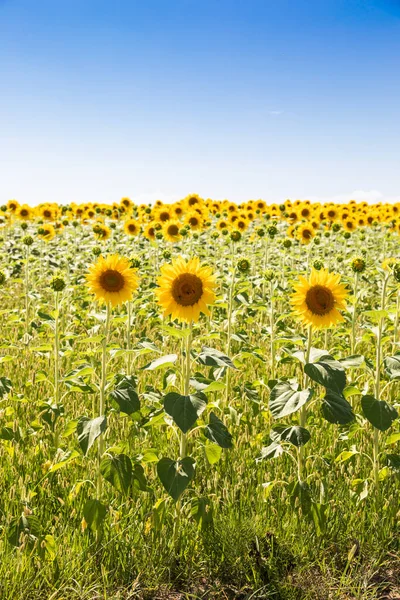 Campo Girasoles Italia Paisaje Escénico Toscana Con Cielo Azul Profundo —  Fotos de Stock