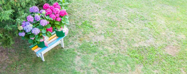 Ortensia Flores Hortênsia Jardim Decoração Presente Romântico Delicado — Fotografia de Stock