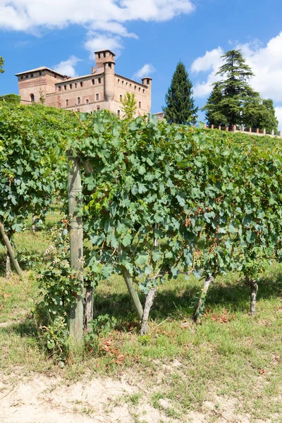 Vineyard Piedmont Region Italy Grinzane Cavour Castle Background Langhe Wine — Stock Photo, Image
