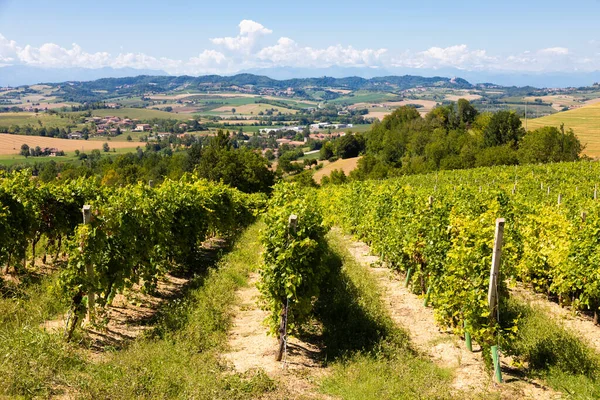 Vinha Barbera Piemonte Piemonte Região Itália Paisagem Rural Área Langhe — Fotografia de Stock