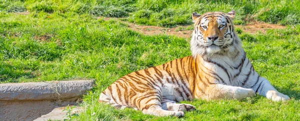 Angry Tiger Wildlife Zoo One Biggest Carnivore Nature — Stock Photo, Image