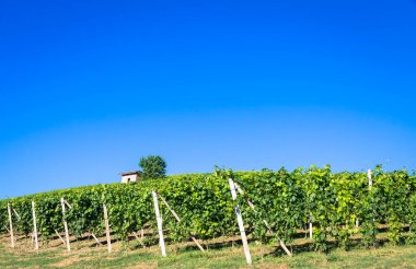 İtalya 'daki Piedmont tepeleri, Monferrato bölgesi. Yaz mevsiminde üzüm bağları olan kırsal bir yer. Arka planda harika mavi gökyüzü.