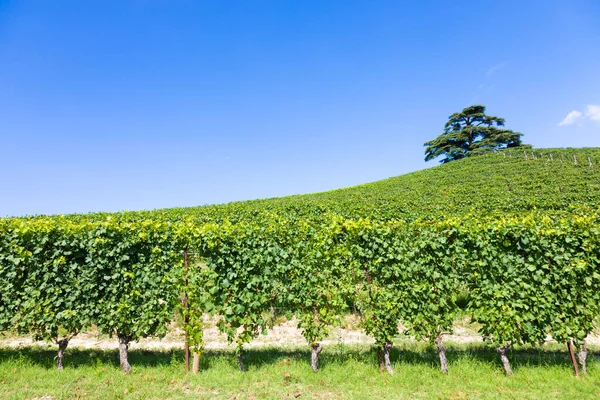 Campo Panorámico Región Del Piamonte Italia Escénica Colina Del Viñedo —  Fotos de Stock